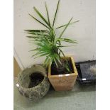 A potted palm in clay pot