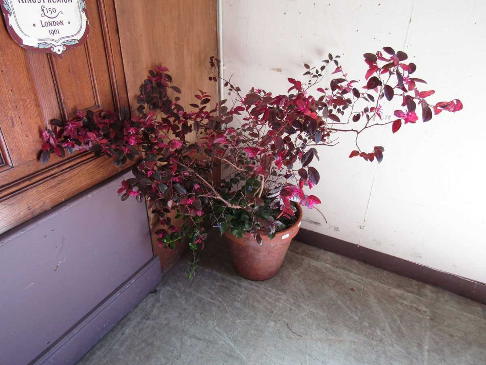 A Chinese Witch Hazel plant in a large clay pot