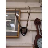 A pair of mounted antlers