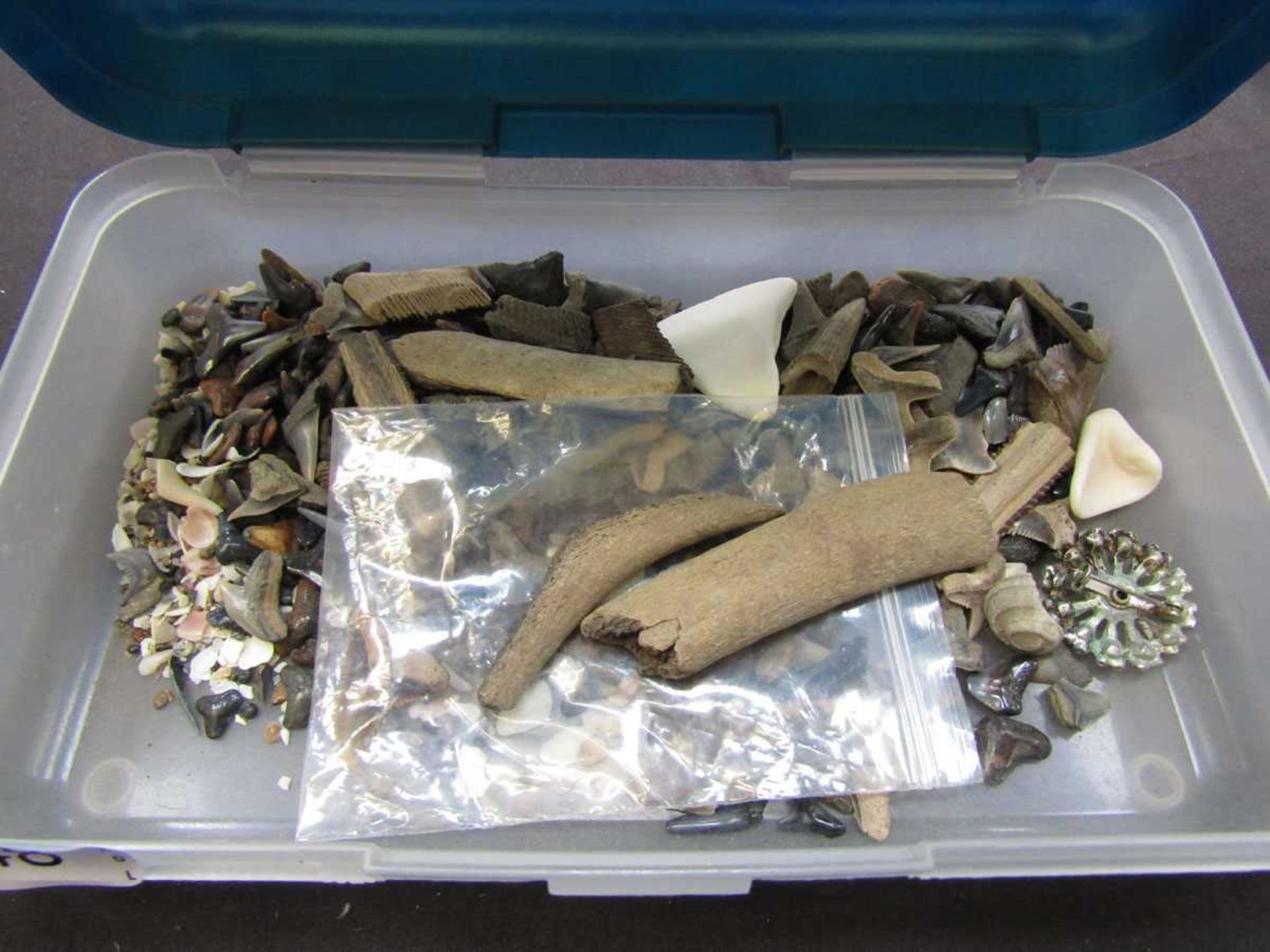 A box containing fossilised shark's teeth, etc