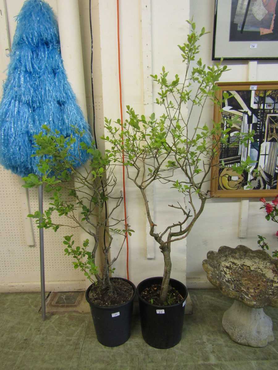 Two potted green plants