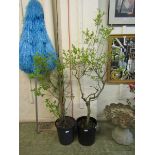 Two potted green plants