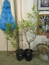 Two potted green plants