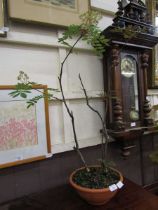 A potted Rowan tree
