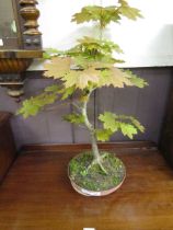 A potted miniature acer tree