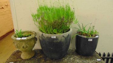 Three assorted garden planters, one of which with large lavender plant