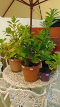 A collection of five potted Laurel plants