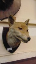 A shield backed taxidermy fox's head