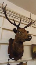 A shield backed taxidermy stag's head