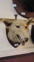 A shield backed taxidermy fox's head