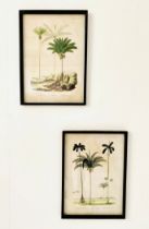 BOTANICAL PRINTS, a pair, ebonised frames, 56cm H x 41cm W. (2)