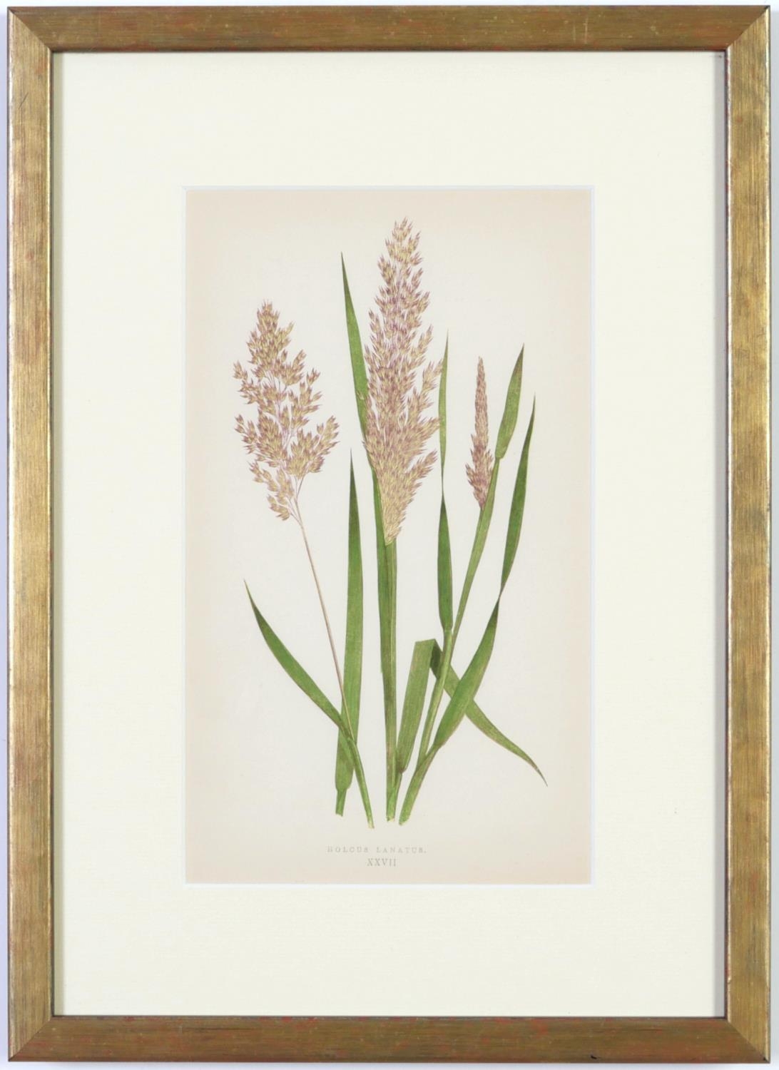 E J LOWE, Grasses, a set of nine botanical prints, circa 1858, from 1864, 30cm x 23cm each. - Image 2 of 19