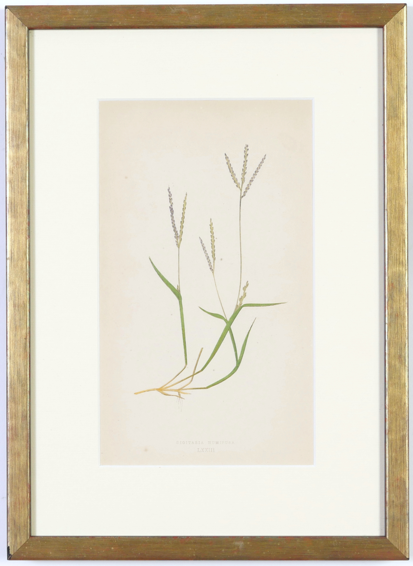 E J LOWE, Grasses, a set of nine botanical prints, circa 1858, from 1864, 30cm x 23cm each. - Image 19 of 19