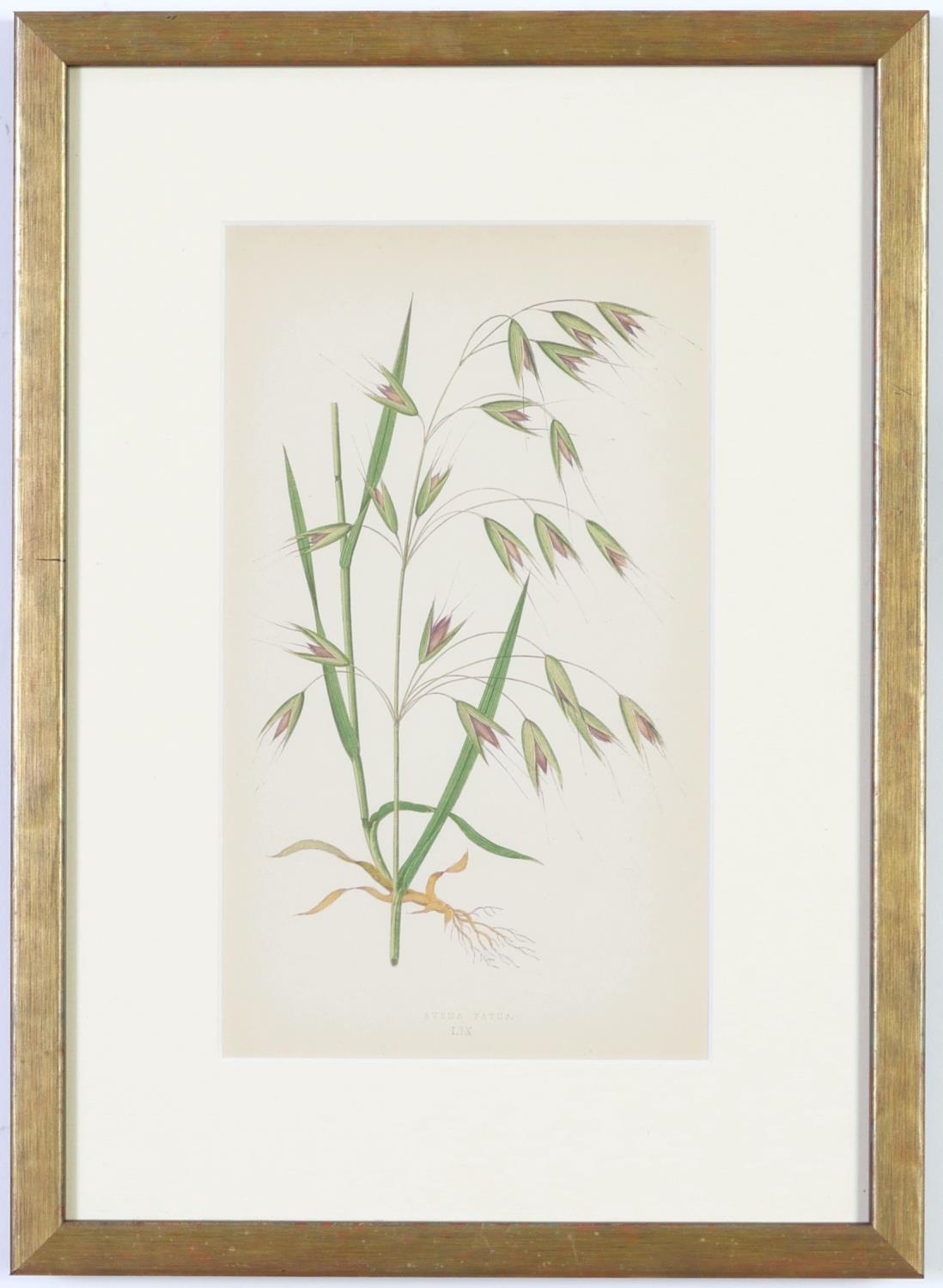 E J LOWE, Grasses, a set of nine botanical prints, circa 1858, from 1864, 30cm x 23cm each. - Image 16 of 19