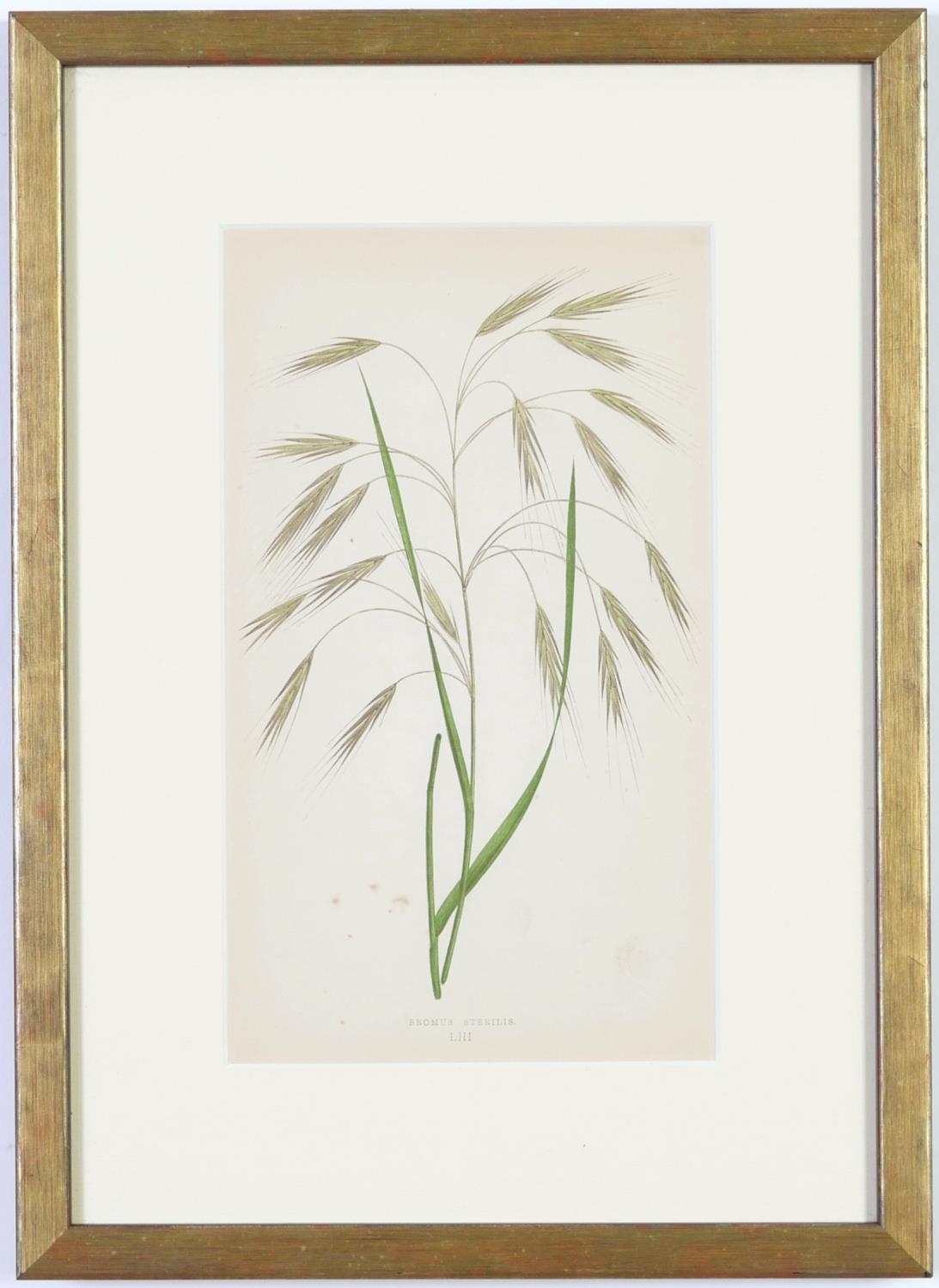 E J LOWE, Grasses, a set of nine botanical prints, circa 1858, from 1864, 30cm x 23cm each. - Image 14 of 19