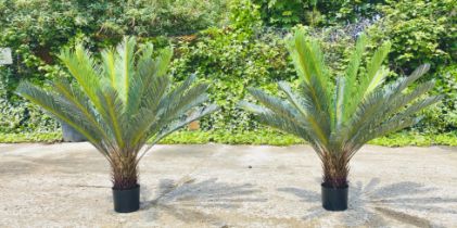 FAUX FERN TREES, a pair, in black planters, 110cm high, 100cm wide. (2)