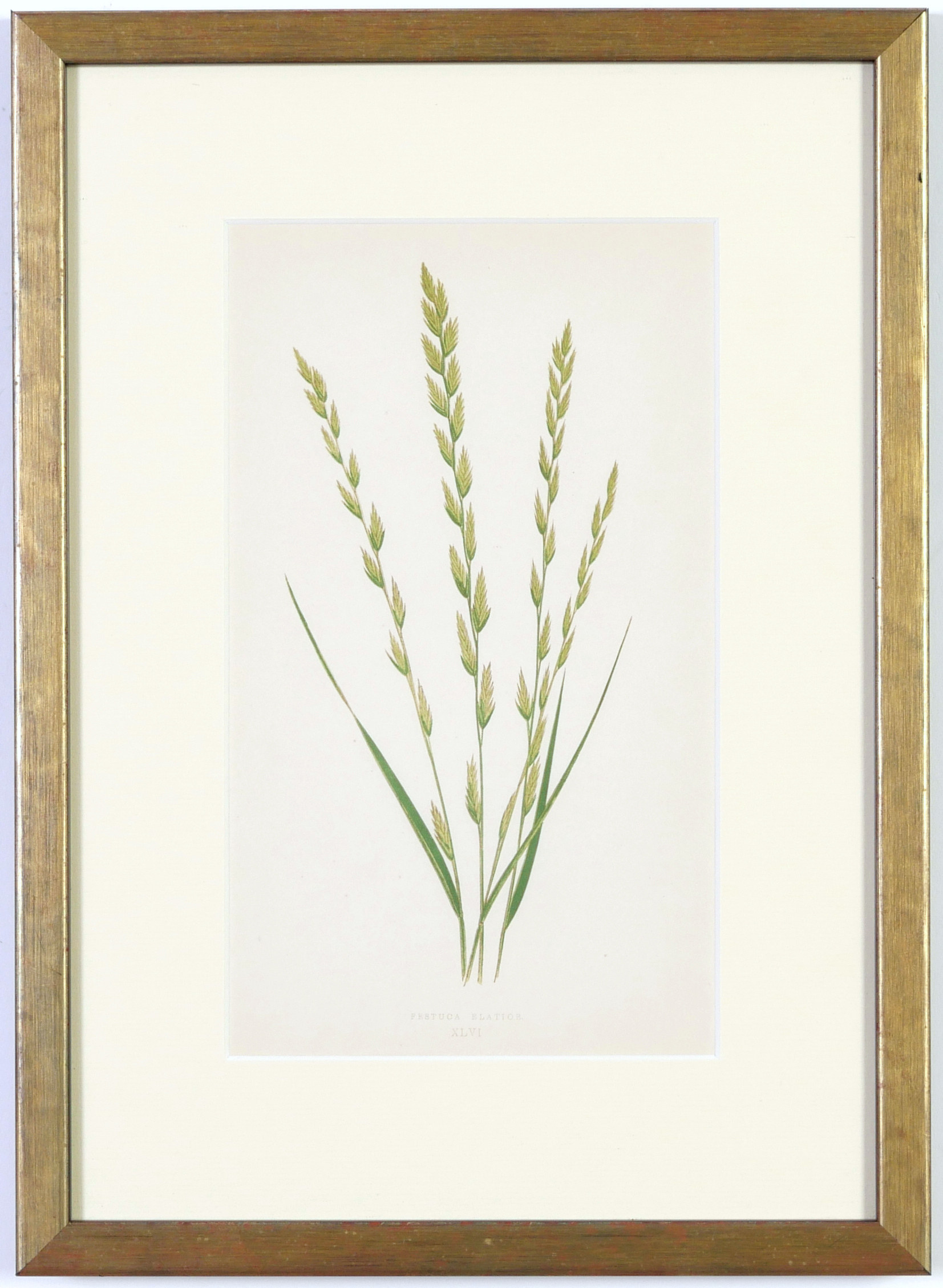 E J LOWE, Grasses, a set of nine botanical prints, circa 1858, from 1864, 30cm x 23cm each. - Image 13 of 19