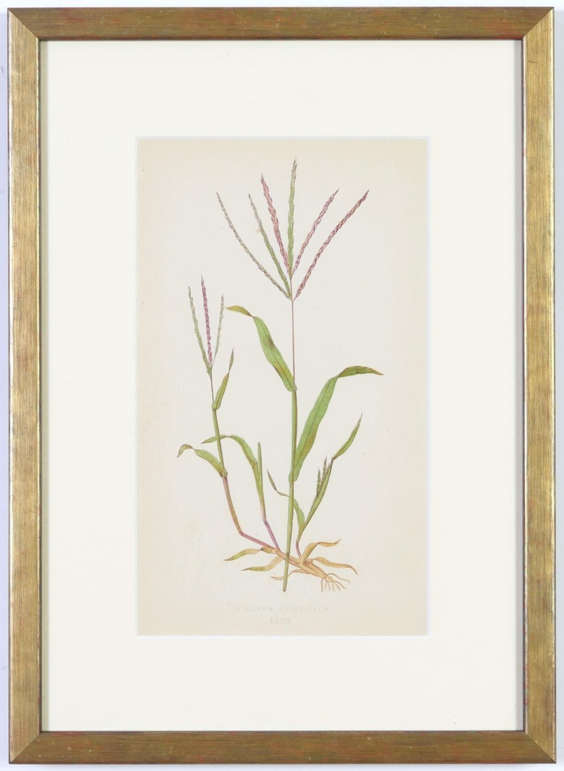 E J LOWE, Grasses, a set of nine botanical prints, circa 1858, from 1864, 30cm x 23cm each. - Image 8 of 19