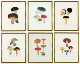 JOSEPH ROQUES, Mushroom, a rare set of six engravings with hand colouring from 1864, Victor Masson