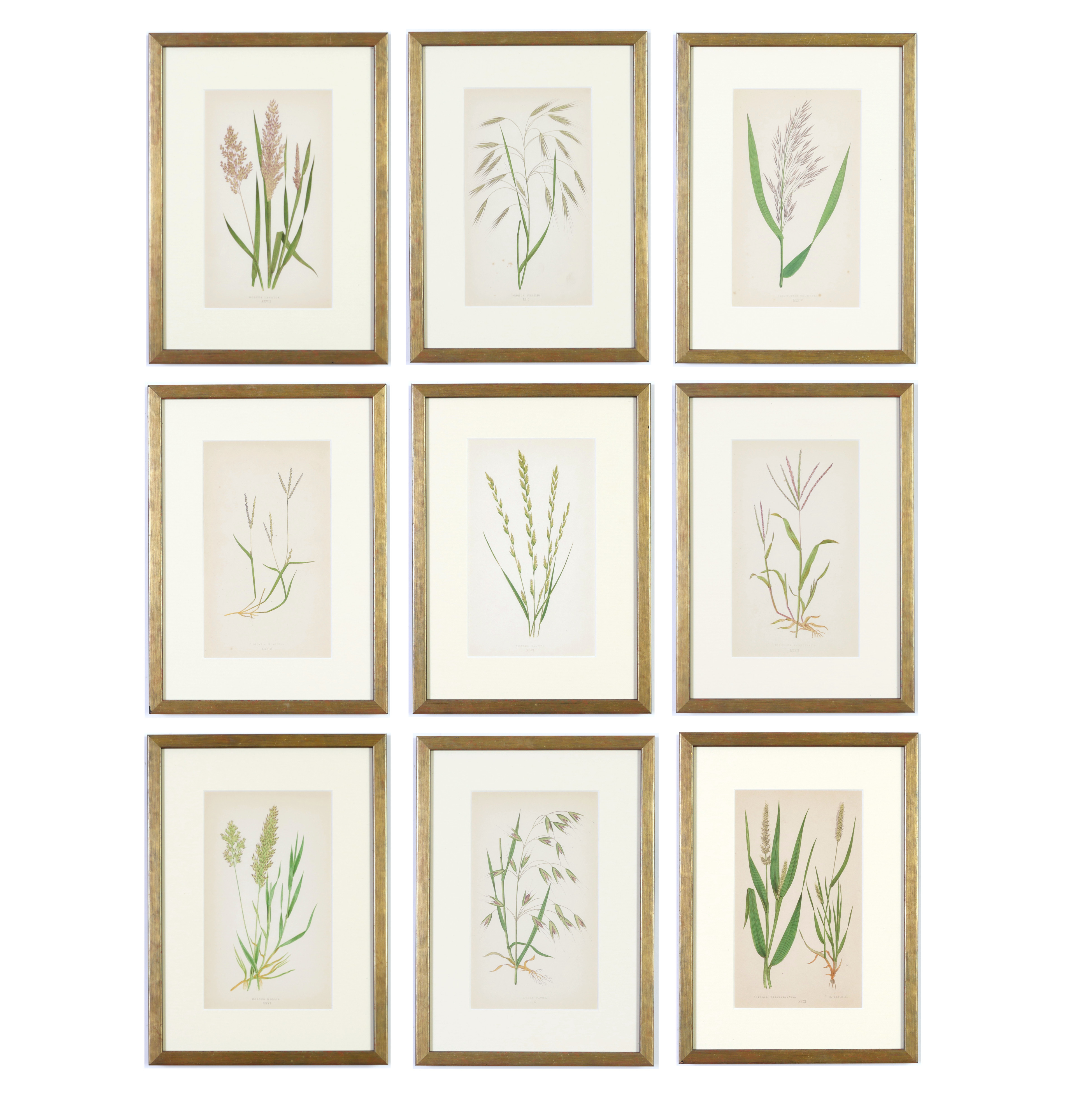 E J LOWE, Grasses, a set of nine botanical prints, circa 1858, from 1864, 30cm x 23cm each.