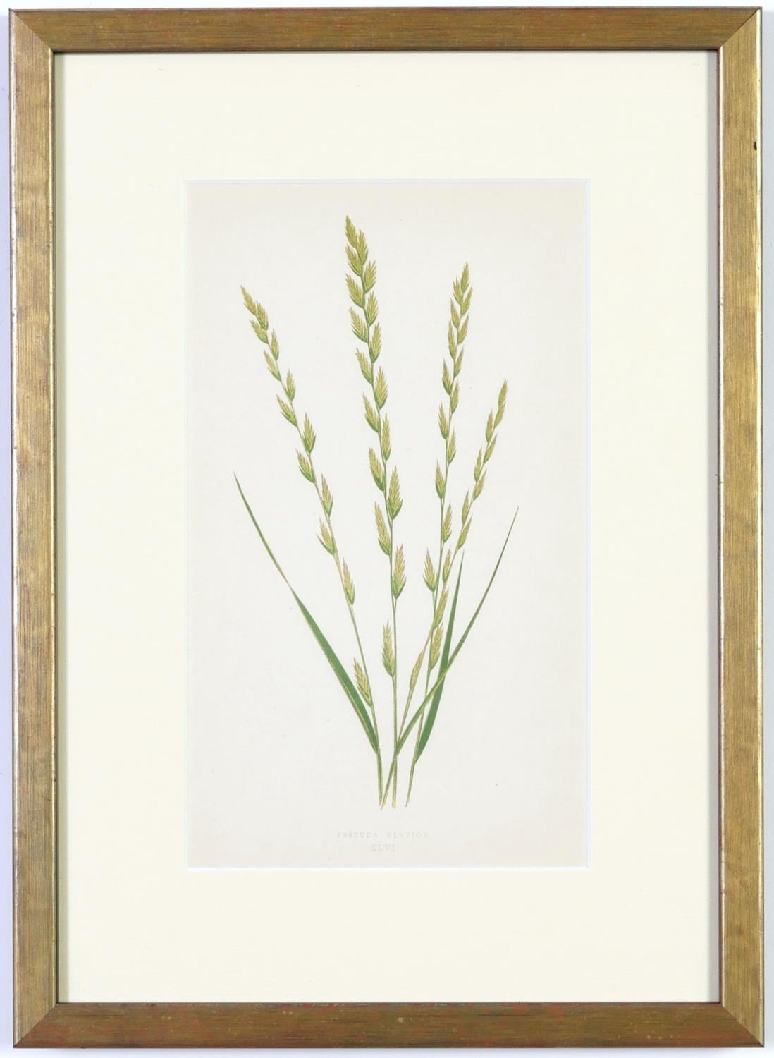E J LOWE, Grasses, a set of nine botanical prints, circa 1858, from 1864, 30cm x 23cm each. - Image 12 of 19