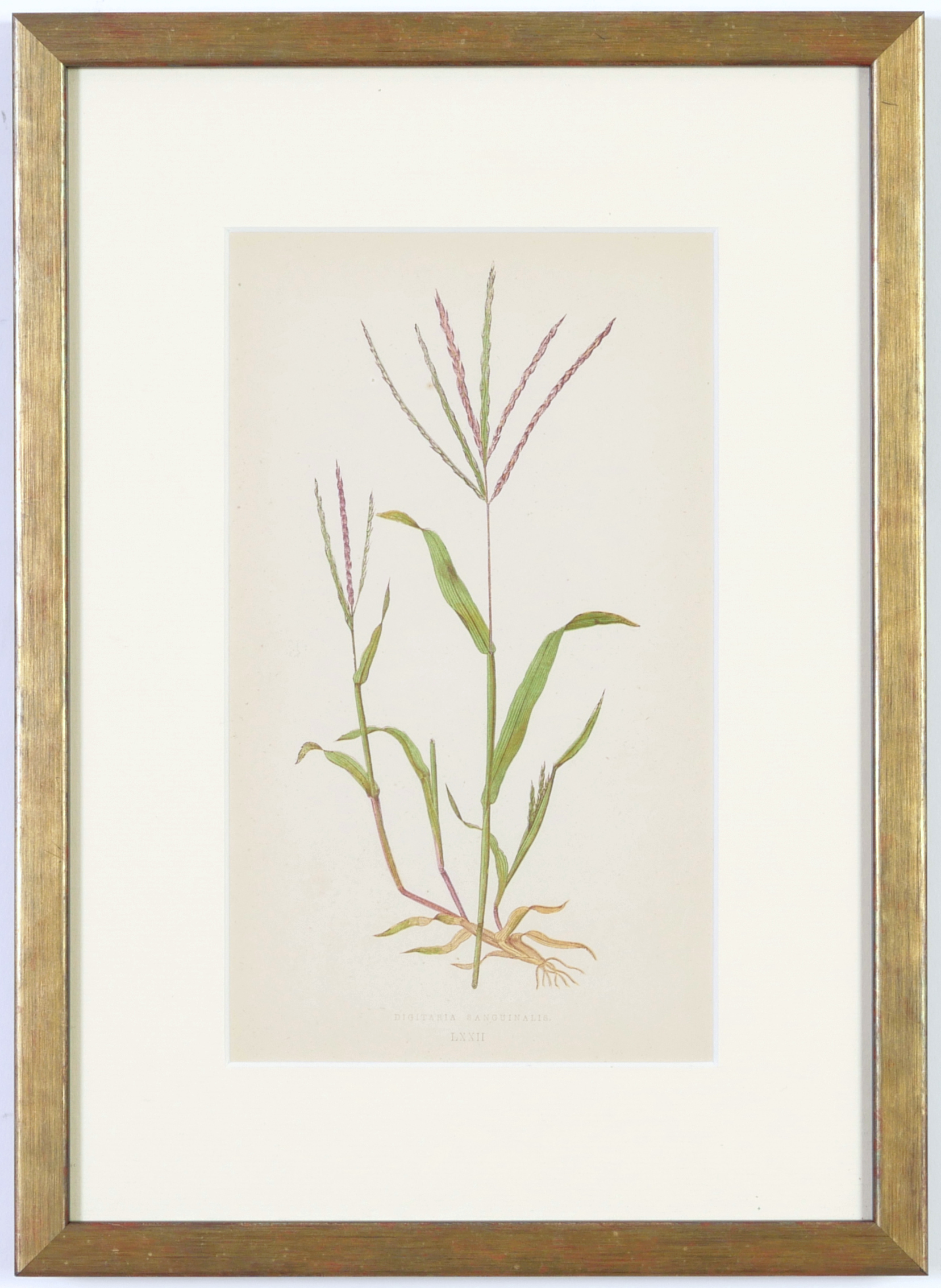 E J LOWE, Grasses, a set of nine botanical prints, circa 1858, from 1864, 30cm x 23cm each. - Image 9 of 19