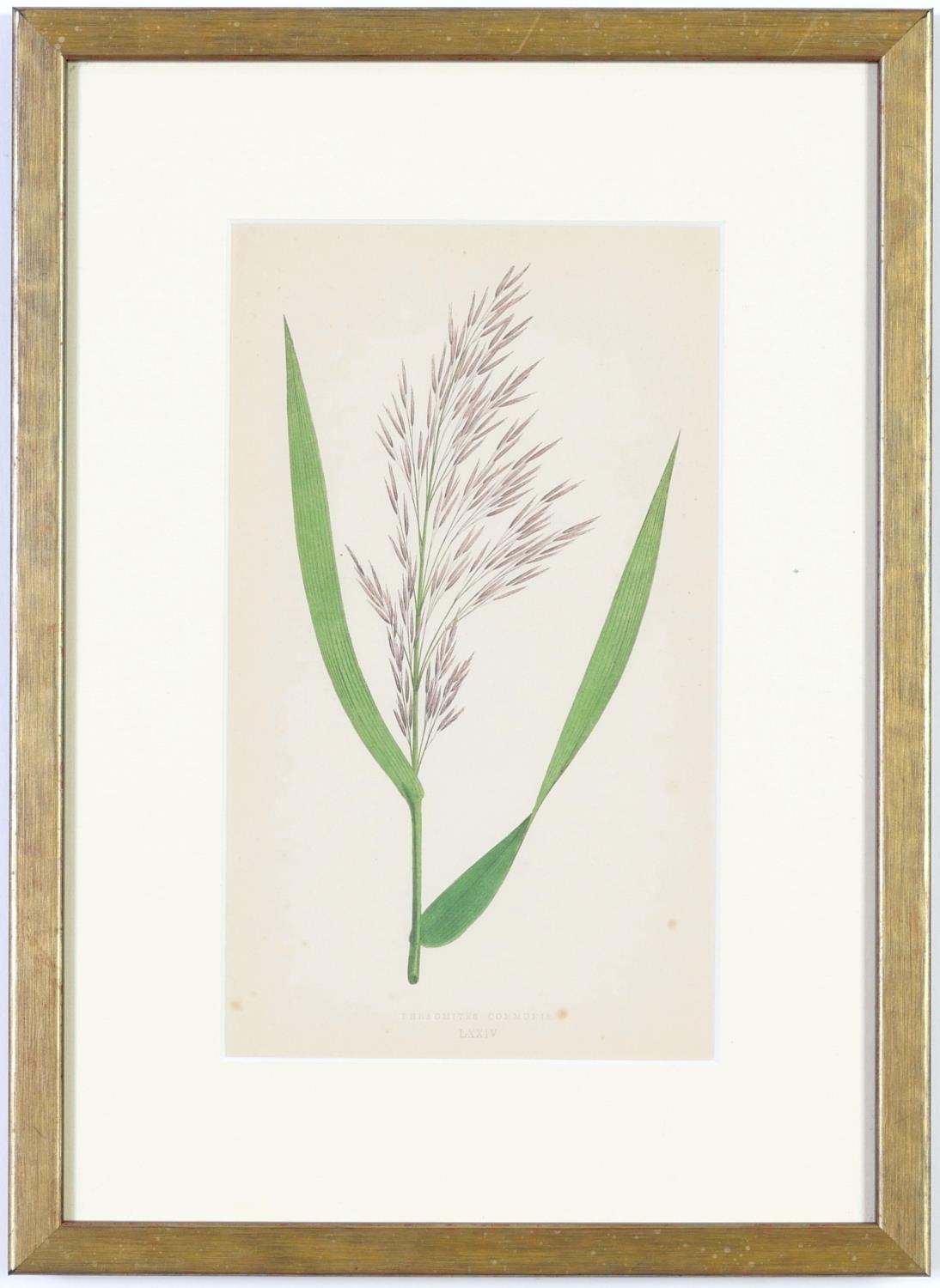 E J LOWE, Grasses, a set of nine botanical prints, circa 1858, from 1864, 30cm x 23cm each. - Image 4 of 19