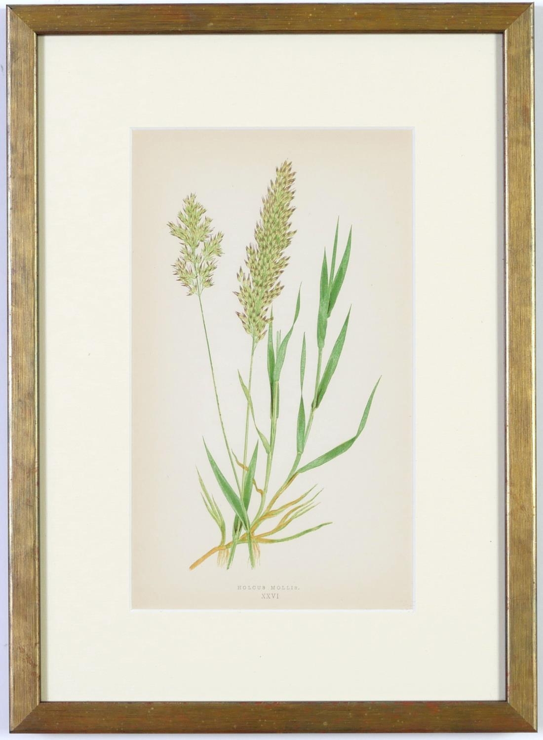 E J LOWE, Grasses, a set of nine botanical prints, circa 1858, from 1864, 30cm x 23cm each. - Image 6 of 19