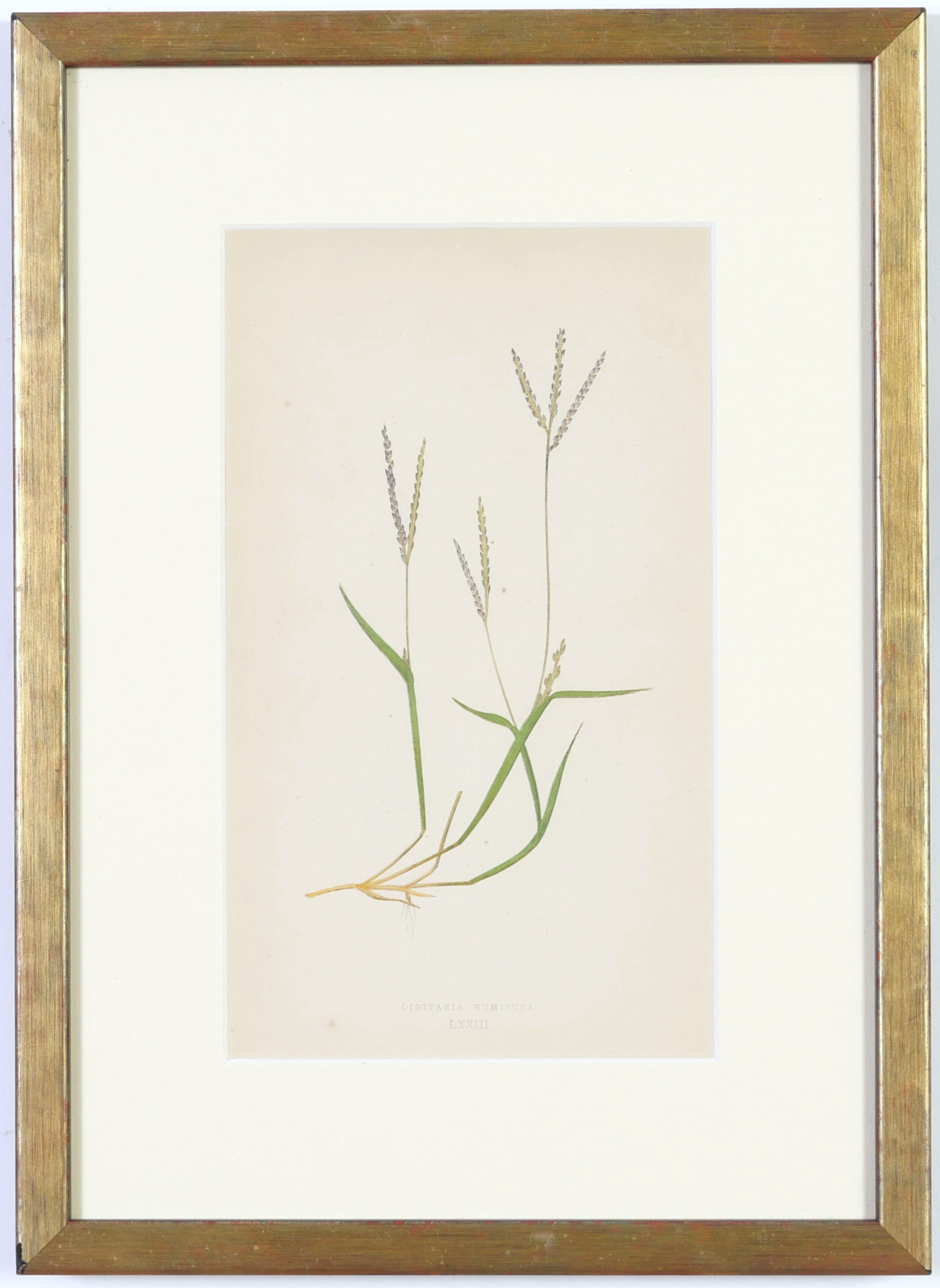 E J LOWE, Grasses, a set of nine botanical prints, circa 1858, from 1864, 30cm x 23cm each. - Image 11 of 19