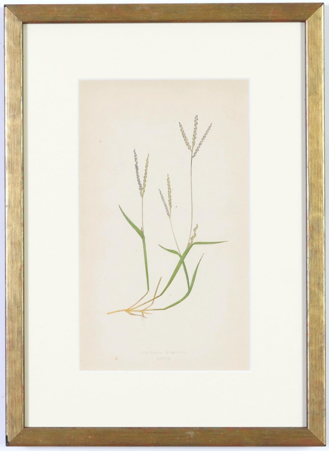 E J LOWE, Grasses, a set of nine botanical prints, circa 1858, from 1864, 30cm x 23cm each. - Image 18 of 19