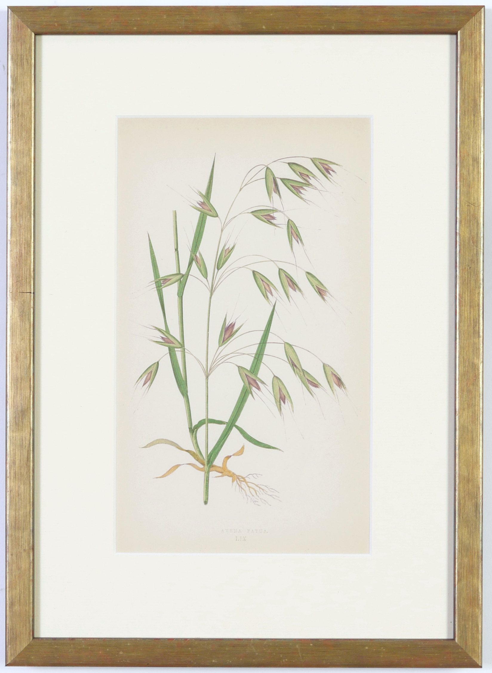 E J LOWE, Grasses, a set of nine botanical prints, circa 1858, from 1864, 30cm x 23cm each. - Image 17 of 19