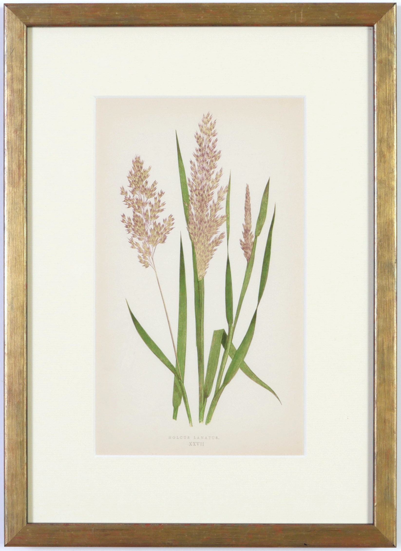 E J LOWE, Grasses, a set of nine botanical prints, circa 1858, from 1864, 30cm x 23cm each. - Image 3 of 19