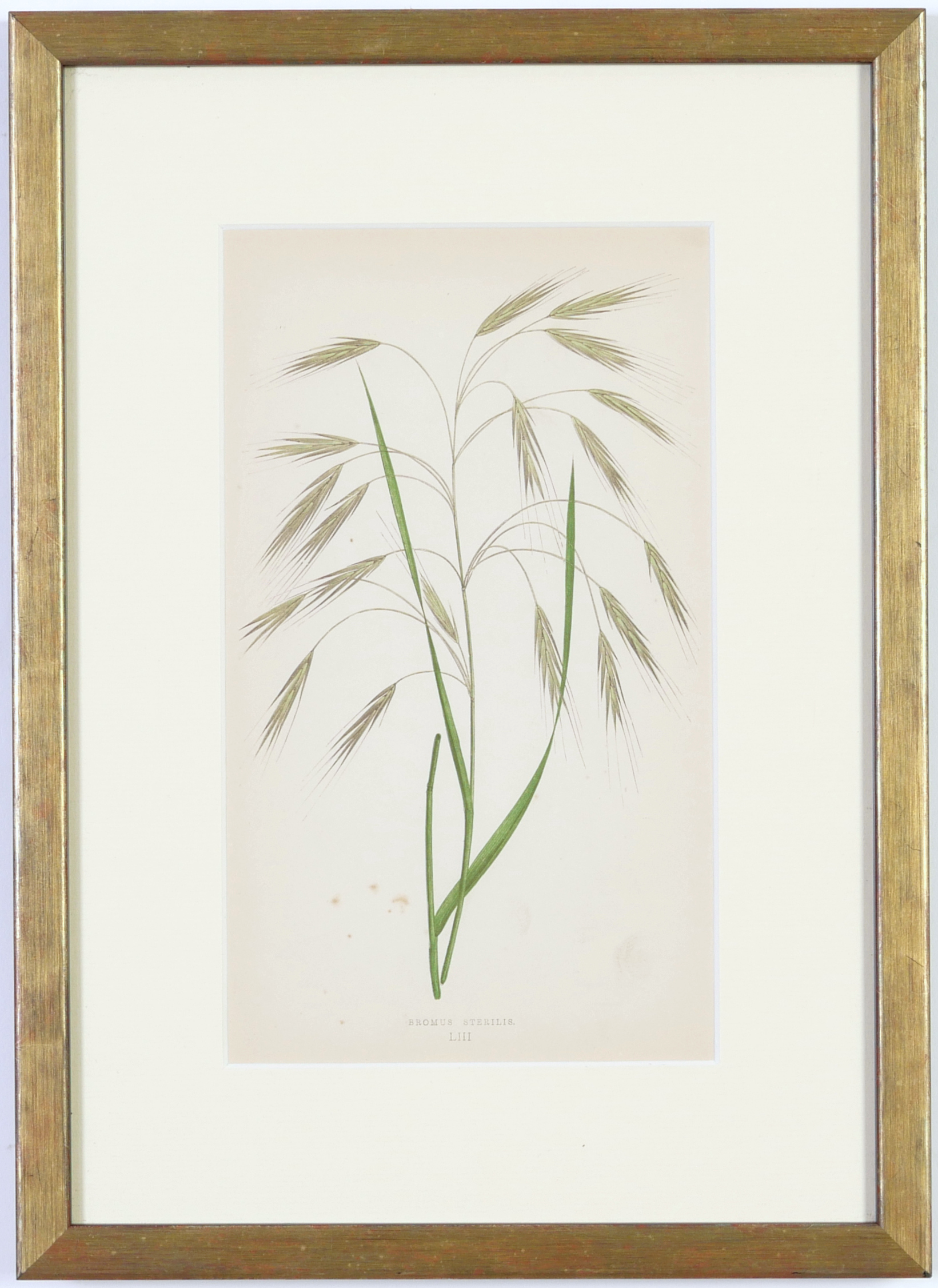 E J LOWE, Grasses, a set of nine botanical prints, circa 1858, from 1864, 30cm x 23cm each. - Image 15 of 19