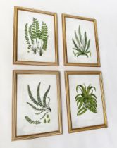 BOTANICAL PRINTS, a set of four, ferns, gilt framed and glazed, each 46cm x 34cm. (4)