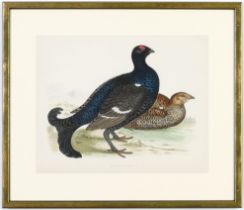 A SET OF FOUR BRITISH GAME BIRDS, hand coloured lithographic plates, 1891, ref: Morris, 31cm x 24cm.