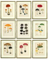 JOSEPH ROQUES, Truffles & Mushrooms, a rare set of nine engravings with hand colouring from 1864,