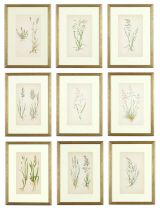 E J LOWE, Grasses, a set of nine botanical prints, circa 1858, 30cm x 23cm. (9)