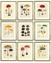 JOSEPH ROQUES, Truffles & Mushrooms, a rare set of nine engravings with hand colouring from 1864,