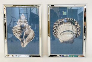 SEA SHELLS PRINTS, a set of two, framed and glazed, 67cm H x 46cm W. (2)