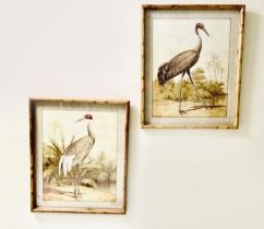 BIRD PRINTS, a pair, framed, 60cm x 50cm (2)