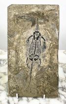 KEICHOUSAURUS FOSSILISED SKELETON, late Triassic (250-200 million years ago), semiaquatic reptile,