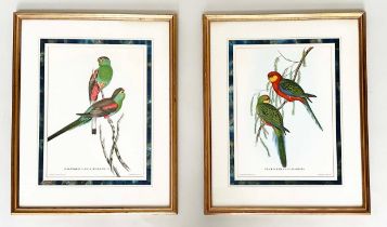 BIRD ENGRAVINGS, a pair, coloured bird engravings after John Gould by Hullmandel, mounted, framed,