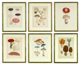 JOSEPH ROQUES, Mushrooms, a set of six rare engravings with hand colouring, 1864, Victor Masson et