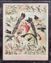 REPRODUCTION VINTAGE FRENCH BIRD POSTERS, a set of two, framed and glazed, 110cm H x 87cm W. (2)
