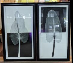 21ST CENTURY SCHOOL, 'Leaf X rays', a pair, photo prints, 164cm x 94cm, framed.