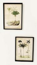 BOTANICAL PRINTS, a pair, framed, 56cm x 41cm W.(2)