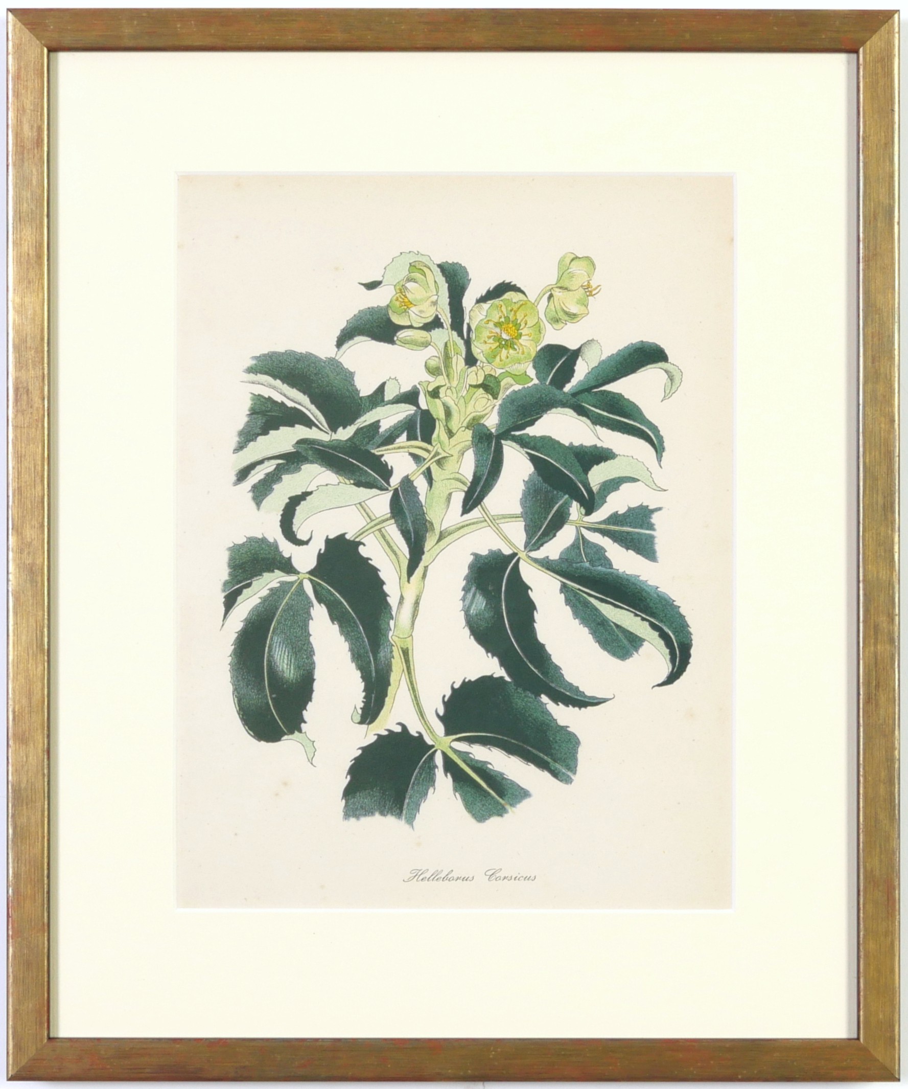 JOHN NASH (brother of Paul Nash), a set of 12 English flowers, botanical lithographs, 1948, - Image 7 of 13