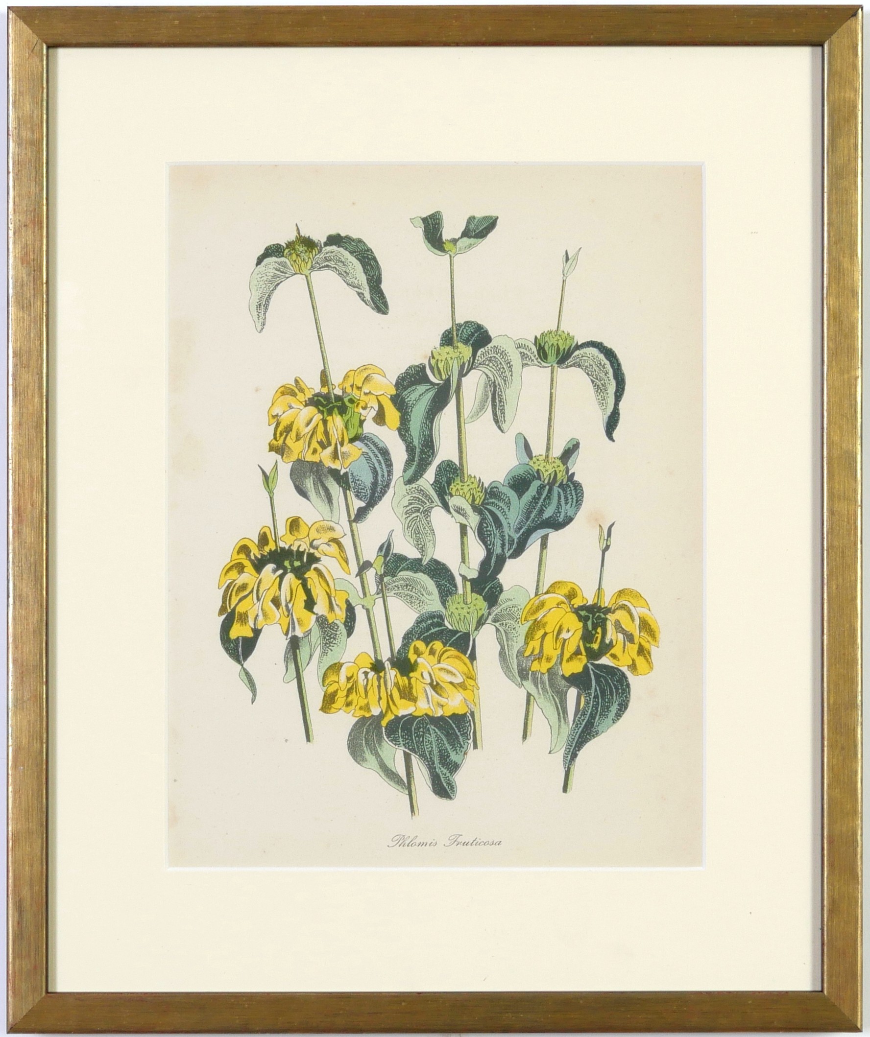 JOHN NASH (brother of Paul Nash), a set of 12 English flowers, botanical lithographs, 1948, - Image 10 of 13