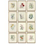 JOHN NASH (brother of Paul Nash), a set of 12 English flowers, botanical lithographs, 1948,