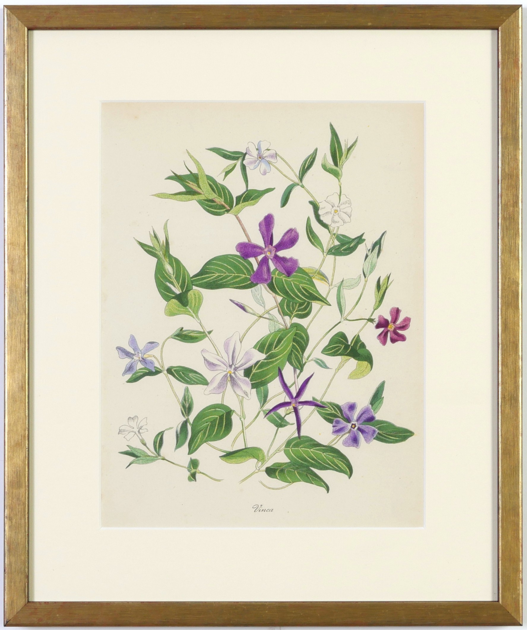 JOHN NASH (brother of Paul Nash), a set of 12 English flowers, botanical lithographs, 1948, - Image 4 of 13